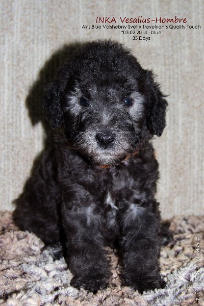 2014-03-09 Welpen Svet & Ruby-7881-Name.jpg